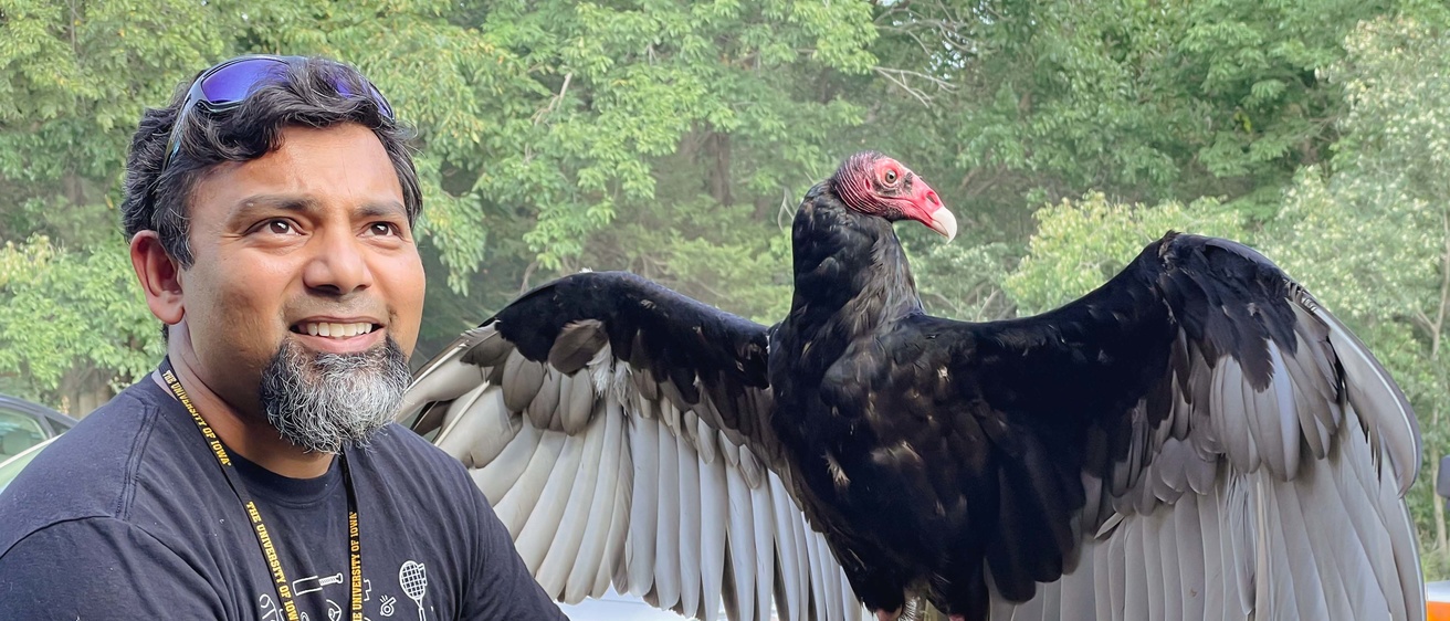Falconer holds turkey vulture on glove